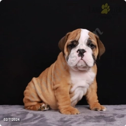 Bodi