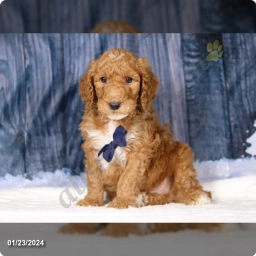 Nikko  puppies for sale