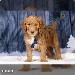 Nikko  puppies for sale