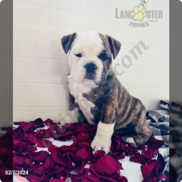 Bella  puppies for sale
