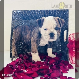 Bella  puppies for sale