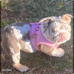 Blessen  puppies for sale