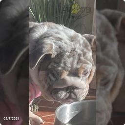 Blessen  puppies for sale