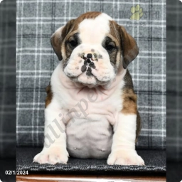 Panda  puppies for sale