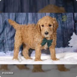 Leo  puppies for sale