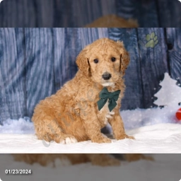Leo  puppies for sale