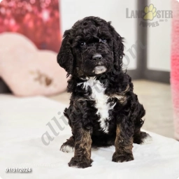 Cocoa  puppies for sale