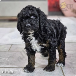 Cocoa  puppies for sale