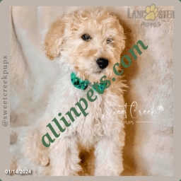 Sophie Sue  puppies for sale