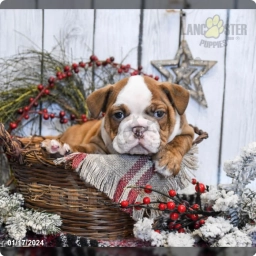 Duncan  puppies for sale