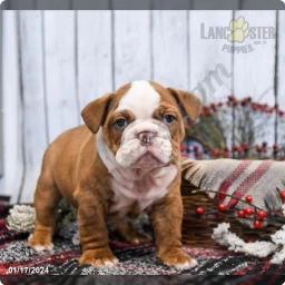 Duncan  puppies for sale