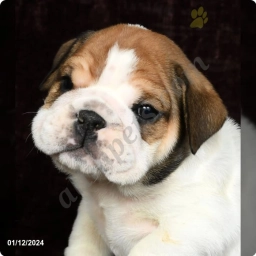 Maxx  puppies for sale
