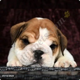 Maxx  puppies for sale