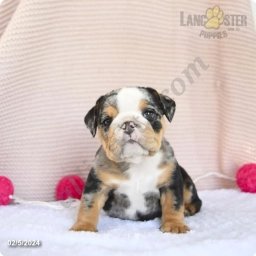 Chubbs  puppies for sale