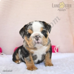 Chubbs  puppies for sale
