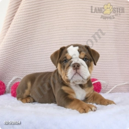 Coffee  puppies for sale
