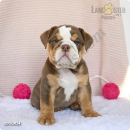 Coffee  puppies for sale