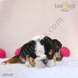 Cuddles  puppies for sale