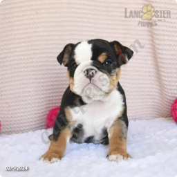 Cuddles  puppies for sale