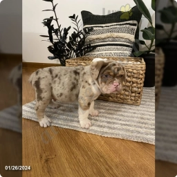 Champ  puppies for sale
