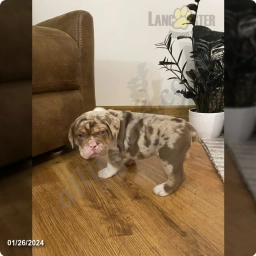 Champ  puppies for sale