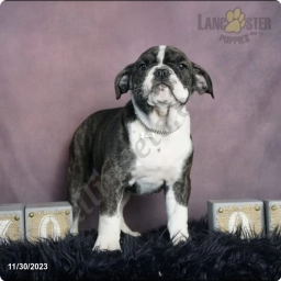 Muggle  puppies for sale