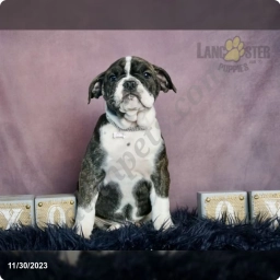 Muggle  puppies for sale
