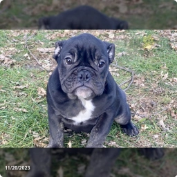 Potter  puppies for sale