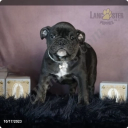 Potter  puppies for sale