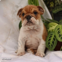 Duke  puppies for sale