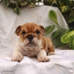 Duke  puppies for sale