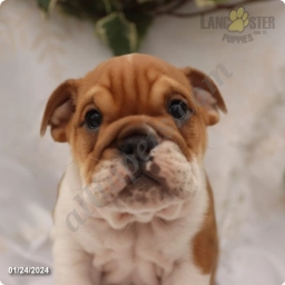Duke
