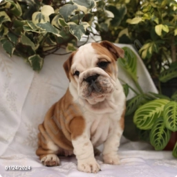 Daisy  puppies for sale