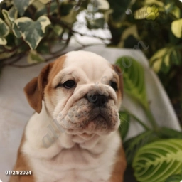 Daisy  puppies for sale
