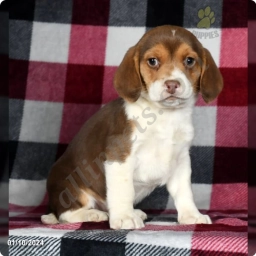 Sara  puppies for sale