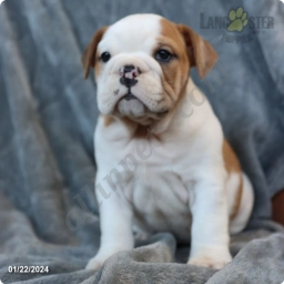 Opal  puppies for sale