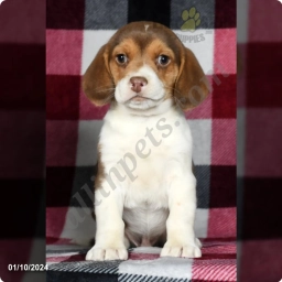 Sara  puppies for sale