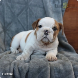 Opal  puppies for sale