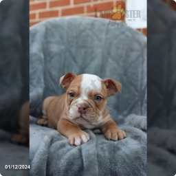 Casper  puppies for sale