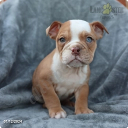Casper  puppies for sale