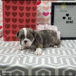Ryan  puppies for sale