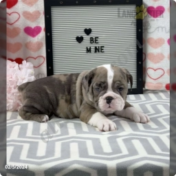 Ryan  puppies for sale