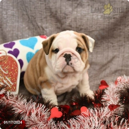 Emerald  puppies for sale