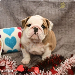 Emerald  puppies for sale