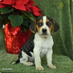 Oliver  puppies for sale