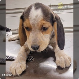 Bella  puppies for sale