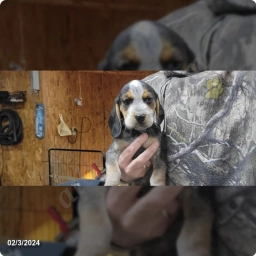 Bella  puppies for sale