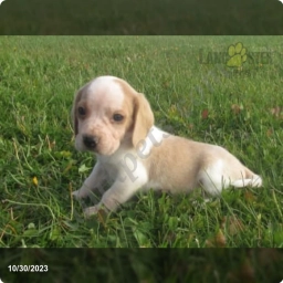 Zena  puppies for sale