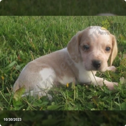 Zena  puppies for sale