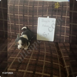 Adam  puppies for sale